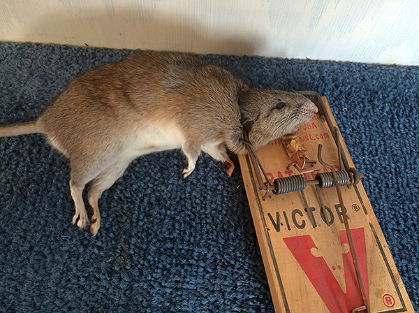 La photo montre le résultat du piège habituel (on les appelle souvent simplement des pièges à souris).