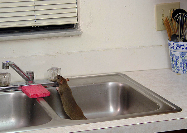 Les rats n'ont pas toujours peur de la lumière vive et passent parfois à l'activité de jour.