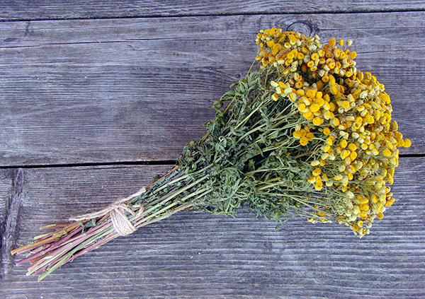 Il est largement admis que les rats et les souris ont peur de l'odeur de certaines herbes (bien que dans la pratique cela ne fonctionne généralement pas).