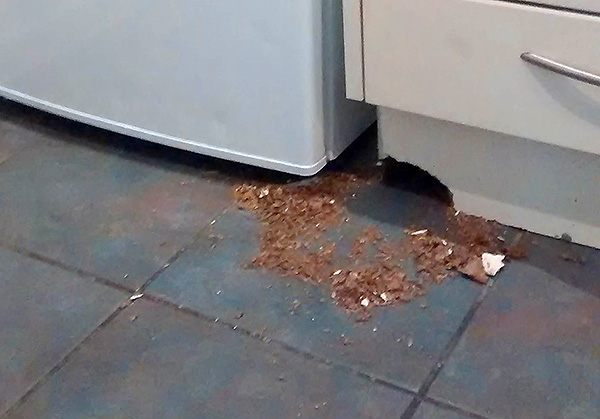 Malheureusement, de nombreux remèdes populaires n’ont pratiquement aucun effet dissuasif sur les rats et les souris de la maison (et certains d’entre eux sont dangereux à utiliser).