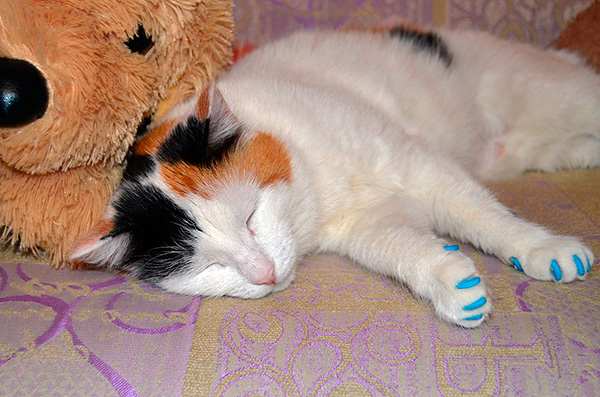 Tous les chats et chats ne chassent pas les rats ...