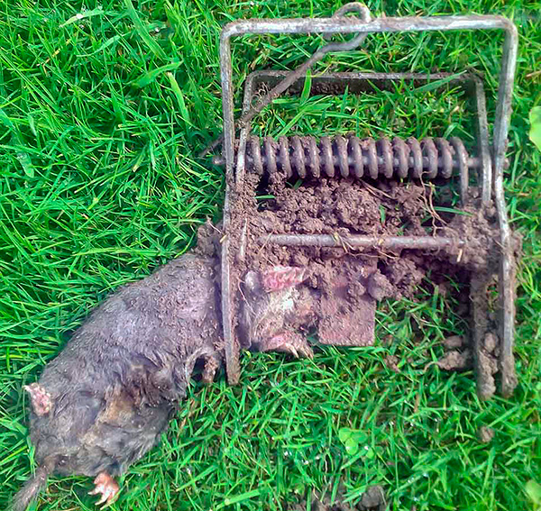 Une fois dans un tel dispositif, la taupe peut mourir immédiatement ou souffrir pendant une période assez longue.