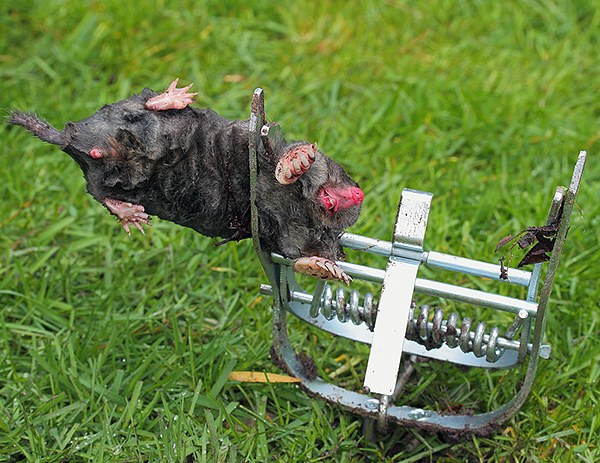 La photo montre le résultat du piège sous forme de ciseaux.