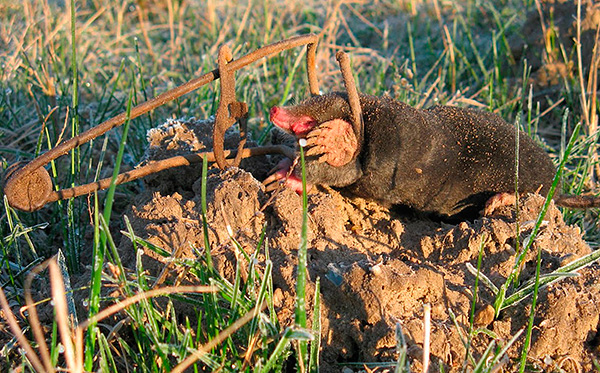 La taupe meurt à cause du ressort du piège qui comprime son corps avec force.
