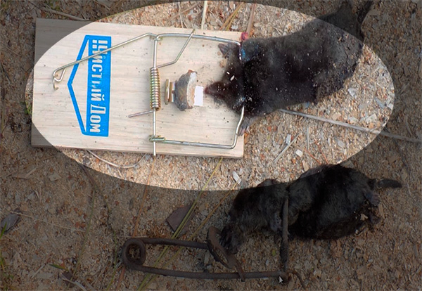 Mole pris dans une souricière
