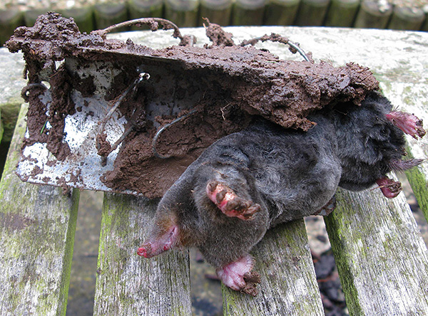 Quel que soit le côté où la taupe s'approche d'un tel piège, l'animal sera toujours attrapé.