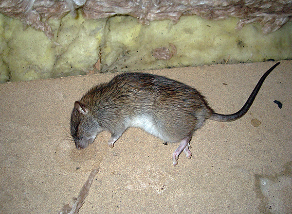 Voyons quel est le meilleur moyen d'empoisonner les rats et les souris à la maison et quels sont les points importants à considérer lors du choix de l'un ou l'autre des remèdes ...