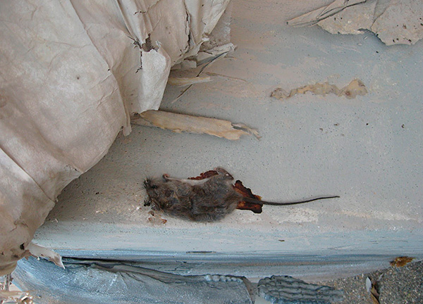 Il faut garder à l’esprit que, lorsqu’ils sont décomposés, les rongeurs morts peuvent imprégner la maison d’une odeur de cadavre et qu’il n’est pas toujours possible d’obtenir des carcasses d’endroits difficiles à atteindre.