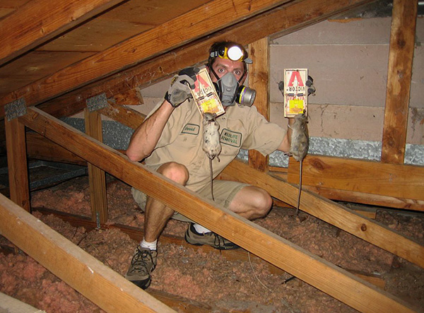 Les experts du service de dératisation peuvent (à la demande du propriétaire) ne pas empoisonner les rats, mais les attraper à l'aide de pièges à rats.