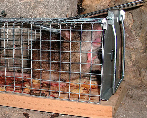 La photo montre un rat pris dans un piège vivant.