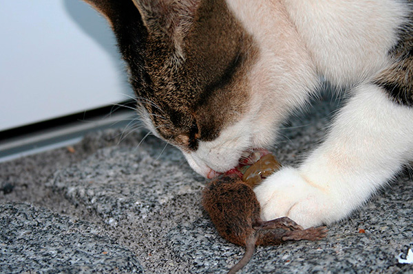 Il n’est pas nécessaire d’empoisonner les rats de la maison avec des poisons - il suffit souvent d’obtenir un piège à rats.