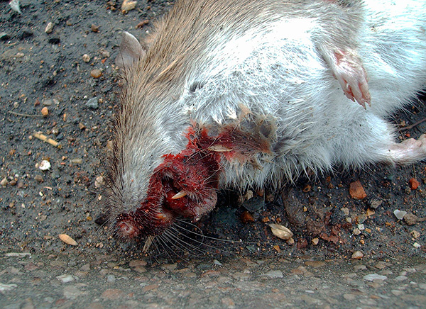 La photo montre un rat qui est mort d'une hémorragie interne après un empoisonnement.