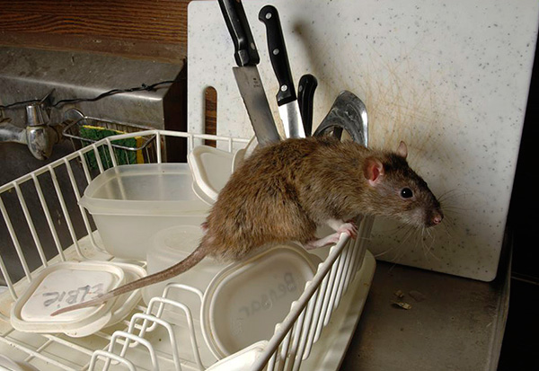 Essayons de trouver le moyen de choisir le bon répulsif électronique qui vous permettrait vraiment de vous débarrasser des rats et des souris dans la maison ...