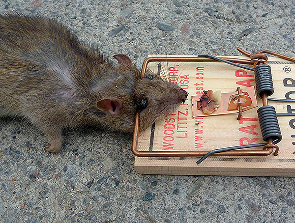 L'avantage des répulsifs réside dans leur capacité à se débarrasser des rongeurs sans avoir à les tuer.