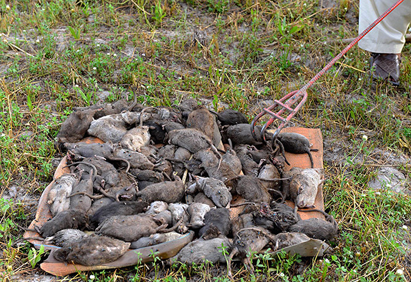 Parlons du danger que les rats peuvent représenter pour l'homme ...
