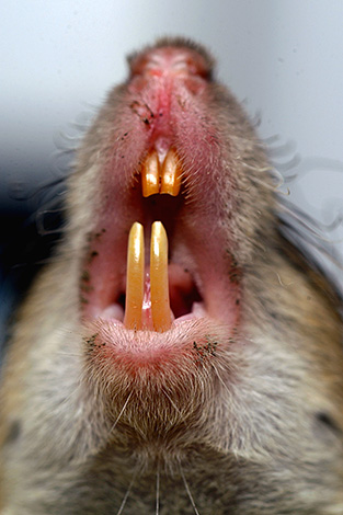 Aujourd'hui, il est généralement admis que les rats ne sont pas porteurs de la rage.