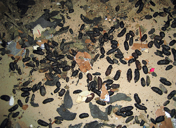 Les réactions allergiques aux excréments de laine et de rongeurs sont fréquentes.