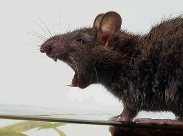 La phobie incontrôlée s'appelle la musophobie.