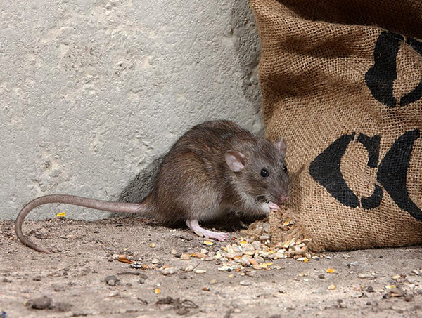 Vous pouvez être infecté par des aliments gâtés par des rongeurs.