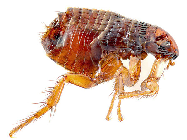 Le porteur de bâtons de peste des rats aux humains est une puce de rat.