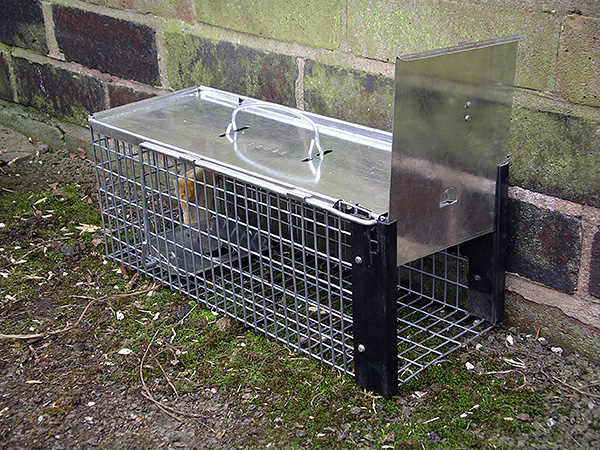 Piège vivant pour les rongeurs