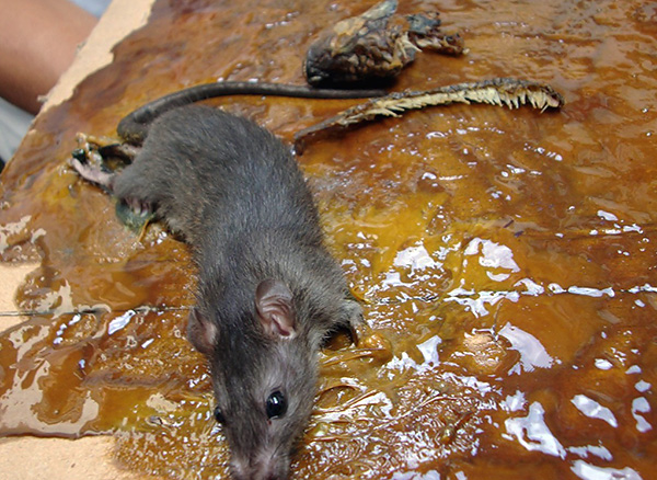 Pour des raisons d'humanité, il n'est pas souhaitable d'utiliser de la colle et des pièges à colle lors de l'extermination de rats et de souris.