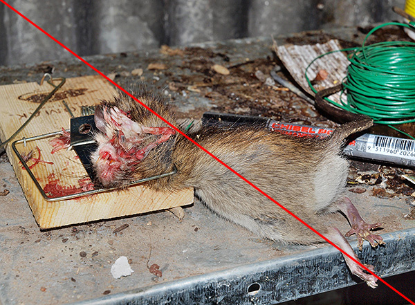 La photo montre le résultat d'un piège à rats mécanique conventionnel - vous devez convenir que la photo n'est pas la plus agréable.