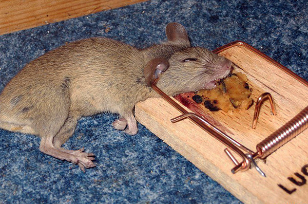 Les pièges mécaniques classiques sur les rongeurs sont plus dangereux à manipuler que les pièges électriques.