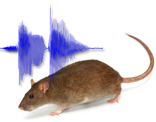 À l'aide de certains sons, les rats peuvent vraiment avoir peur de la maison, mais comment mettre cela en pratique? ..