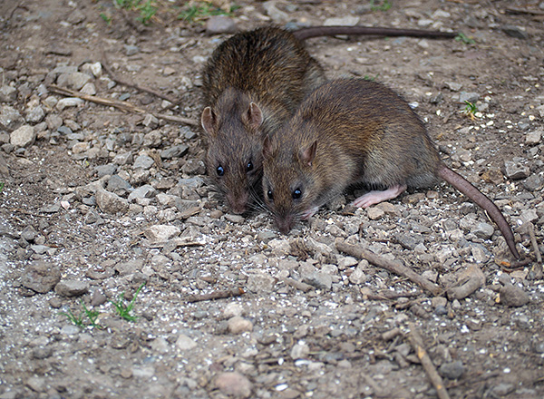 Lorsqu'ils communiquent entre eux, les rats et les souris utilisent activement la plage des ultrasons.