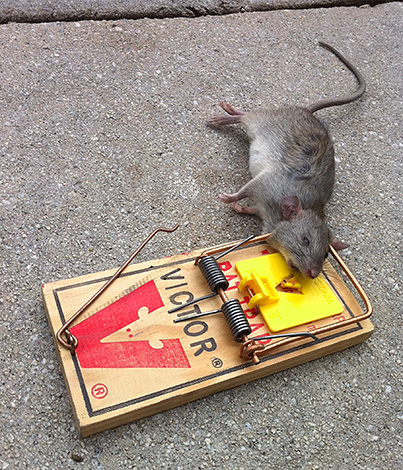 La conception fonctionne efficacement, mais tout le monde ne veut pas sortir un animal mort d'un piège.