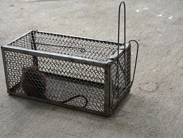 Un avantage important de ce piège est son humanité envers les rongeurs (ils peuvent être capturés vivants et libérés loin de chez eux).