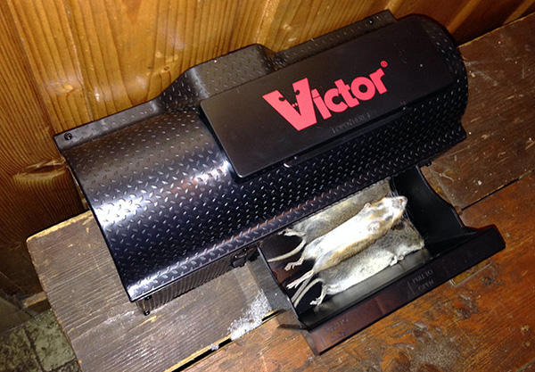 Le compartiment spécial du piège à souris électronique Multi Multi Kill peut accueillir plusieurs rats morts.