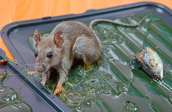 Un moyen peu coûteux de tuer les rats est d'utiliser des pièges à colle ...