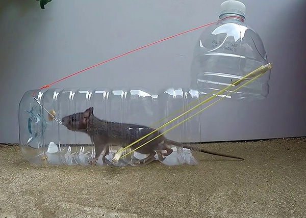 Considérez les types de pièges à rats les plus efficaces que vous pouvez rapidement assembler avec vos propres mains à partir de matériaux improvisés ...