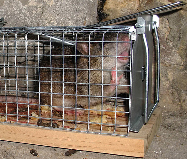 Piège à rats