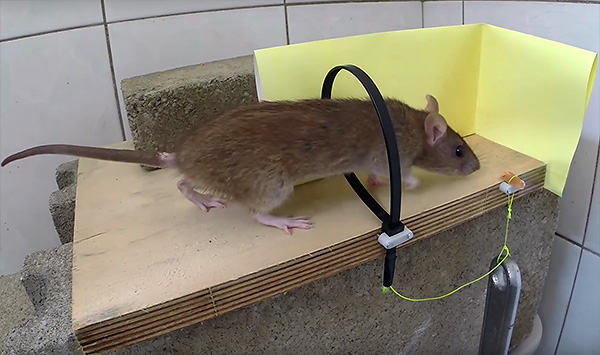 Les points forts pour attraper des rats peuvent être fabriqués avec vos propres mains à l’aide d’un serre-câble.