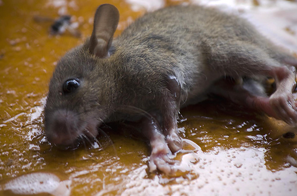 Les pièges à colle pour rongeurs sont l’un des plus faciles à utiliser.