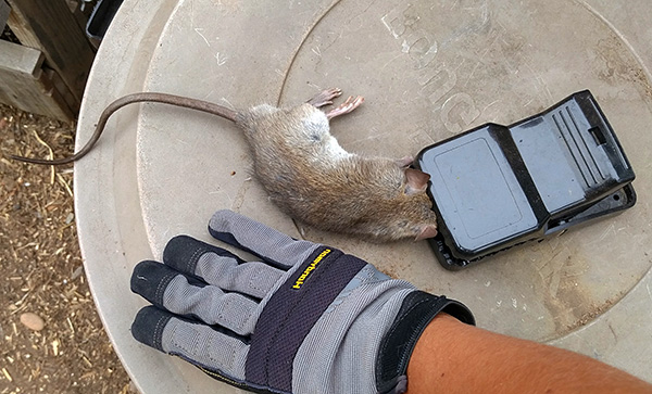 Une autre version du piège à écraser