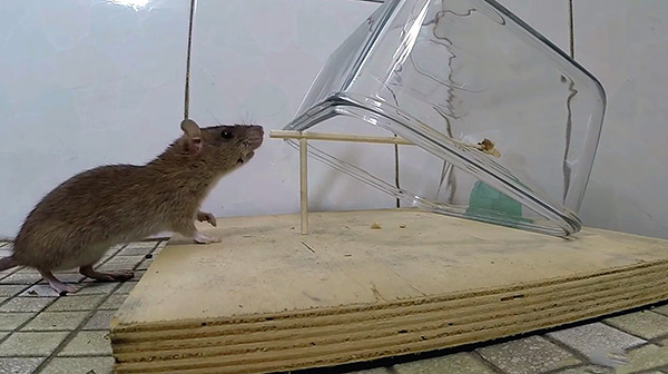 La photo montre un exemple de piège à rat fait maison: un récipient en verre recouvre l'animal lorsqu'il tire sur l'appât.