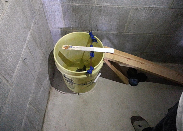 Un rat grimpe sur un pont basculant et tombe dans un seau d'eau ...