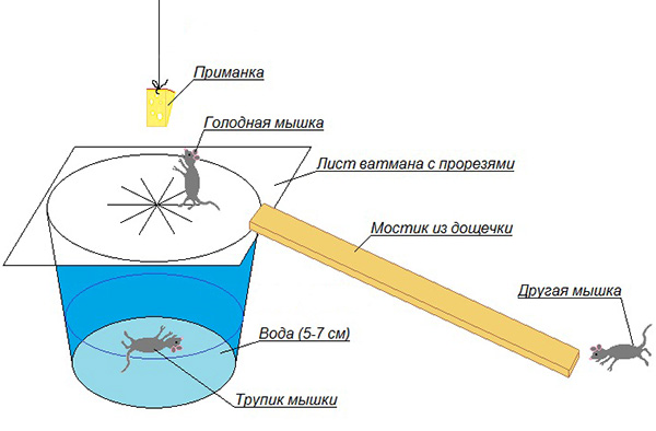 Le diagramme montre une autre version intéressante du piège à rongeurs.
