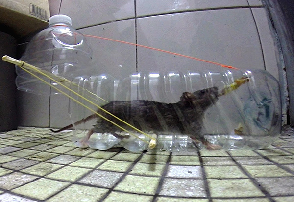 Piège à rats à partir d'une bouteille en plastique ordinaire.