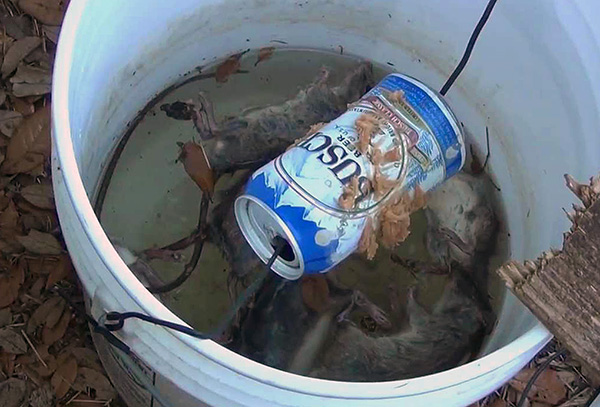 Piège à rats dans un seau et une canette de bière en rotation ...