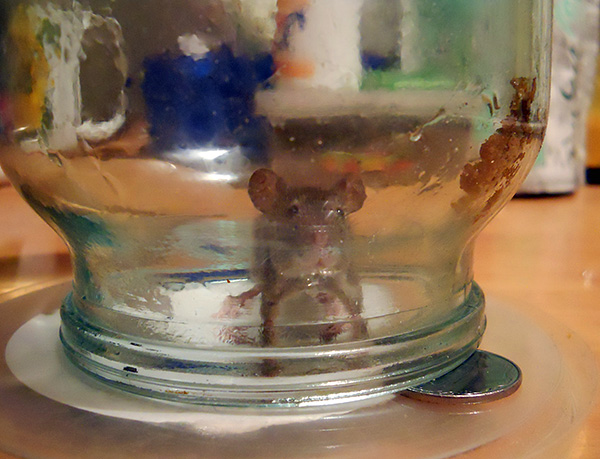 Et voici le résultat du travail d'un piège à rats fait maison.