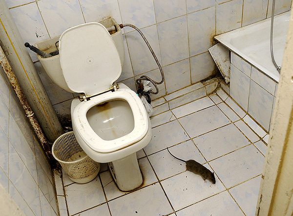 Nous découvrons comment attraper rapidement et efficacement même un rat rusé à la maison ...