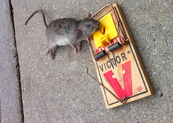 Le piège à rats est plus grand que la souricière standard et son ressort est plus puissant.