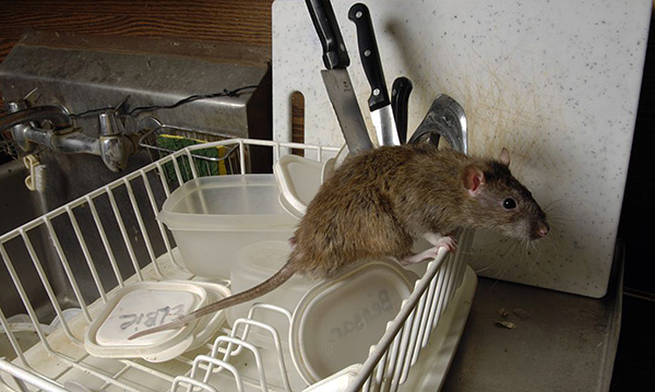 Vous pourrez attraper un rat beaucoup plus rapidement avec le bon choix d'appât - et il y a quelques astuces ici ...