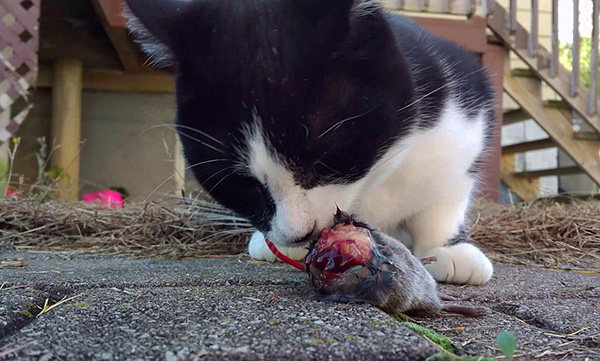 Il ne faut pas oublier que tous les chiens et chats ne capturent pas volontiers les rongeurs.