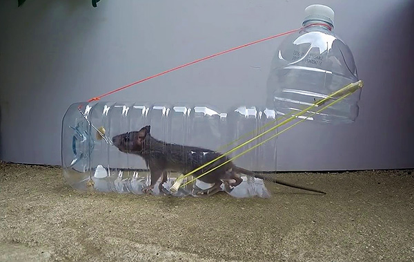 Et un tel piège est facile à faire avec vos propres mains à partir d'une bouteille en plastique ordinaire.